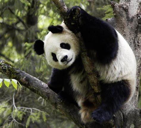 Wild Giant Panda Numbers Increase By Over 16 Wwf
