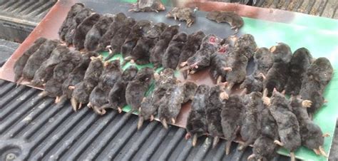 Moles eat insects like grubs and worms, so one simple preventative measure is to eliminate this food source. Mole Removal and Control - How to Get Rid of Moles