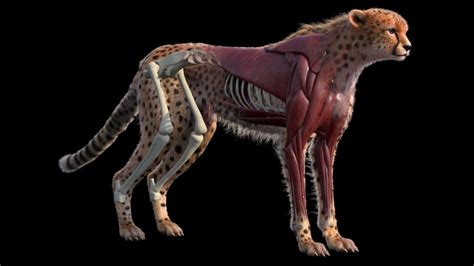 Cheetah Anatomy With Skeletons And Muscles With Fur Xgen 3d Model 249