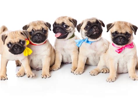 14 Reasons Why Pugs Are The Best Dog Breed Ever
