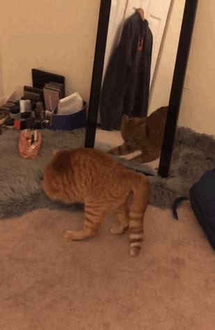 I gatti domestici che conosciamo e amiamo oggi discendono dai gatti selvatici africani, e nel corso dei millenni si sono diffusi in ogni angolo del mondo e di conseguenza si sono sviluppati in diverse razze e categorie. Foto gatti divertenti, 103 immagini buffe di gatti colti ...