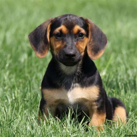 Lancaster puppies advertises puppies for sale in pa, as well as ohio, indiana, new york and other states. Amedelyofpotpourri: Basset Hound Adoption Alabama