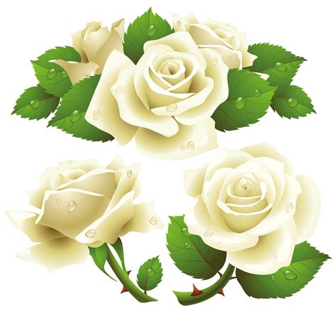 Idk i am literally a brown person and light ivory couldn't work under my eye and was waaaay to orange for the rest of my face. White Roses Transparent PNG Image | Web Icons PNG