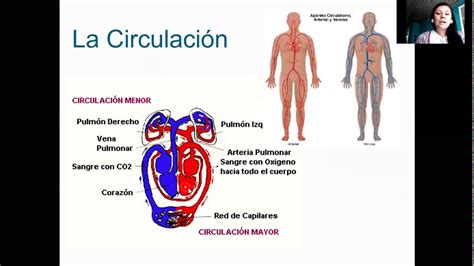 Funcionamiento Del CorazÓn Youtube