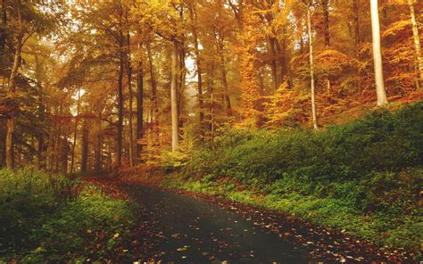 Download Wallpaper 2560x1600 Autumn Trees Forest Trail Widescreen 16