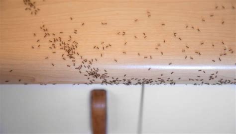 Tiny Black Ants In Kitchen 1024x585 