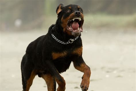 Rottweiler Fatally Attacks Baby And Tries To Bury Him In