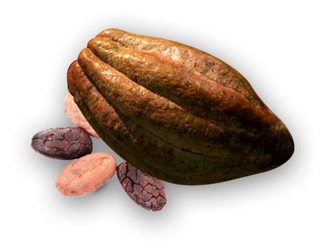 Cacao Png Transparent Image Download Size 502x388px