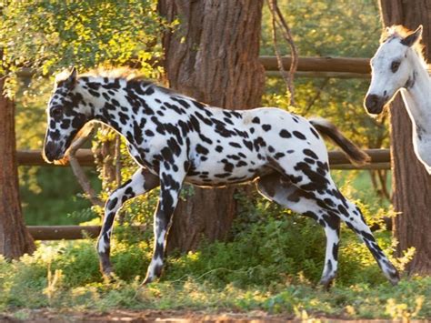 Pin By Neil Zipp On Unusual Equines In 2022 Horses Equines Giraffe