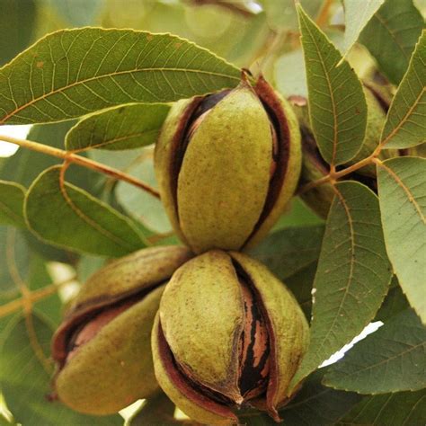 Stuart Pecan Tree Large Pecans Large Nut With Medium Hard Shell Eas