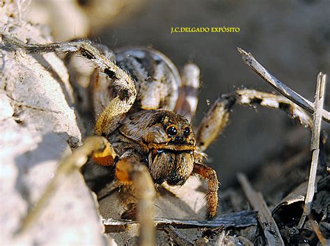 The heart of the spider (2005). LA ARAÑA LOBO O TARÁNTULA | fregenal.hoy.es