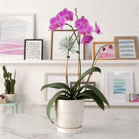 15 Easy To Grow Orchids That Will Brighten Up Your Home Jewel Orchid Moth Orchid Orchid Care