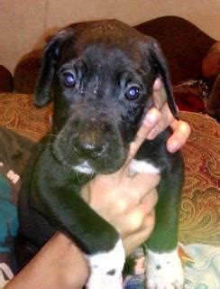 Professional and hobby dog breeders can advertise their puppies for sale online on our free classifeds website. PUREBRED GREAT DANE PUPPIES for Sale in Wayne, West Virginia Classified | AmericanListed.com