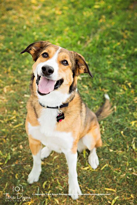 Pet Portraits – Tara Dawn Photography | colorado's premier portrait