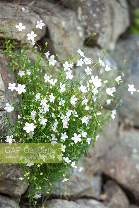 Stricta r.br., prodromus florae novae hollandiae (1810). GAP Gardens - Wahlenbergia gracilis, Native New Zealand ...