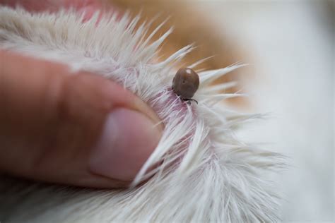 How Long Can A Tick Live On A Dog Petsoid