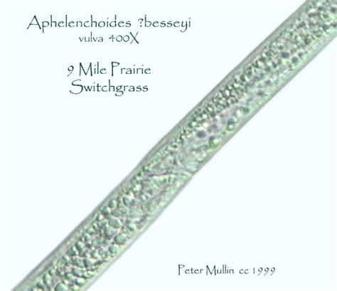 Aphelenchoides Besseyi Photo Gallery 9mile