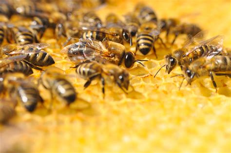 51 Fun Facts About Honey Bees Honey Beekeeping And Bees The Great Canadian Honey Company