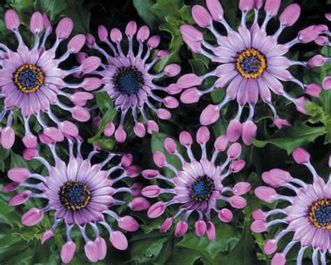 Images For Soprano Lilac Spoon Osteospermum Hybrid Proven Winners