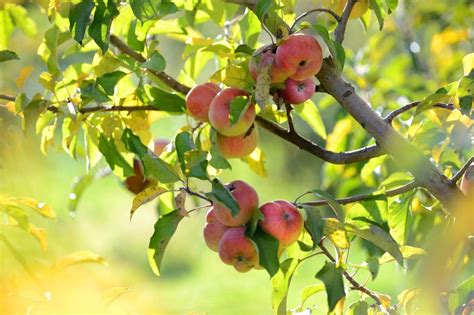 Learn How To Grow Apple Trees The Easy Way 2022