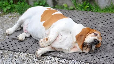 Dog Obesity Causes And How To Tell If Your Dog Is Overweight Dogtime
