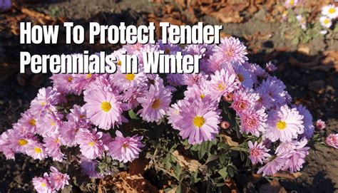 How To Protect Tender Perennials In Winter Overwintering Tips The