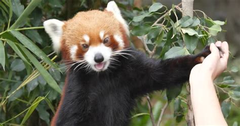 Red Panda Eating Bamboo Tree At Zoo Stock Footage Videohive