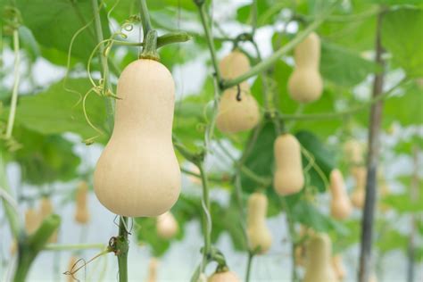 Butternut Farming Everything You Need To Know