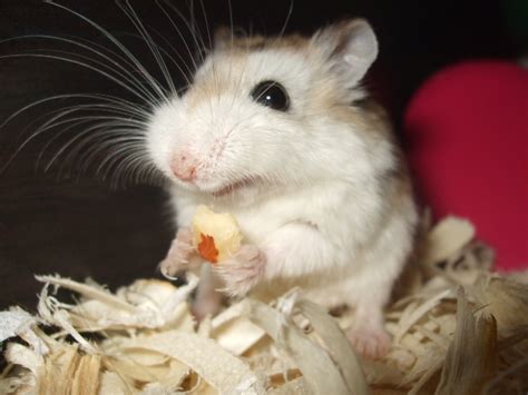 Dashing Hamsters Dont Forget To Smile