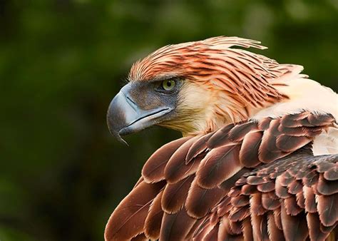 Phoenix caught on camera & spotted in real life, phoenix caught on tape, phoenix in phoenix: Immortal Phoenix: Is Phoenix bird real? If so, is it still ...