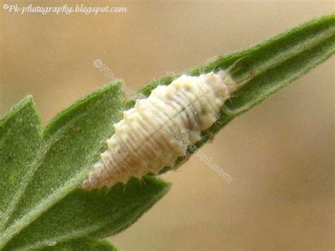 What do green lacewings eat? Nature, Cultural, and Travel Photography Blog: 6/1/12 - 7/1/12
