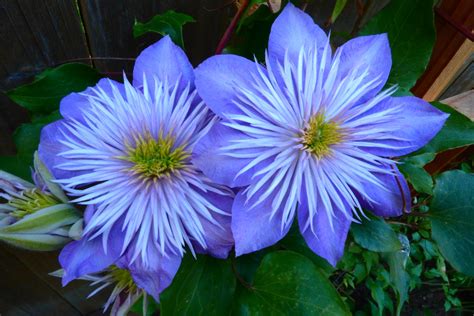 Tanaman clematis adalah salah satu tanaman merambat berbunga yang paling populer dan menarik yang tumbuh di lanskap rumah. Clematis (lost ID) 4608 x 3072 OC : BotanicalPorn