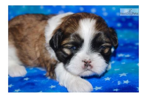 Always placed in nurturing & responsible homes! Cassidy: Shih Tzu puppy for sale near Sioux City, Iowa. | e4f76b58-9d01