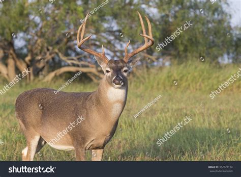 Texas Whitetail Deer Buck Stock Photo 352827134 Shutterstock