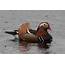 Elusive Worlds Most Beautiful Duck Returns To Metro Vancouver Waters 