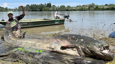Gigantic 94 Foot Long Catfish Is The Largest Ever Caught Live Science