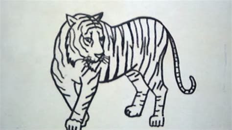 cara menggambar tiger