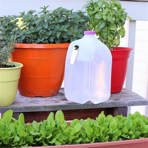 Creative Ways To Use A Milk Jug In The Garden Creative Ramblings