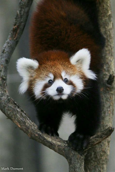 Pin By Mona Moni On Panda E Kuqe Red Panda Cute Baby Animals Cute