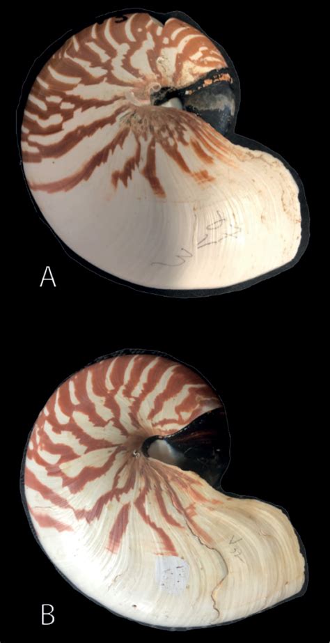 ﻿three New Species Of Nautilus Linnaeus 1758 Mollusca Cephalopoda