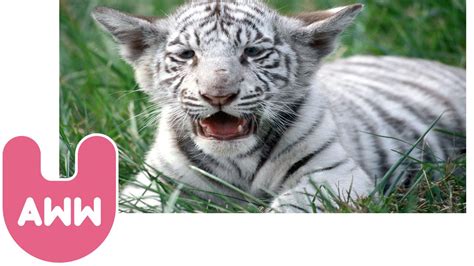 Cute Newborn White Bengal Tiger Cubs Youtube