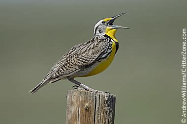 Check spelling or type a new query. North Dakota State Bird | Western Meadowlark