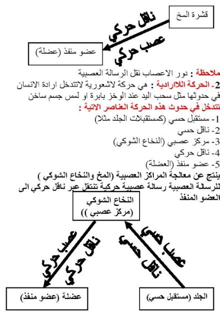 Check spelling or type a new query. مظاهر التنسيق الوظيفي اثناء الحركة -استجابة العضوية للجهد ...