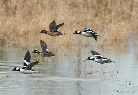 Bufflehead Ducks Unlimited