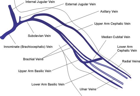 Anatomy Arm Veins
