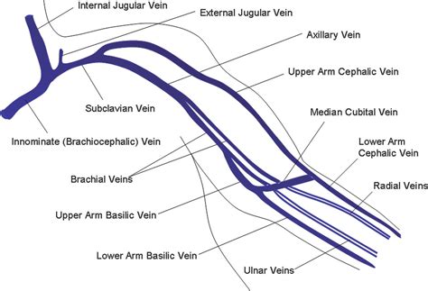 Upper Extremity Arteries Anatomy