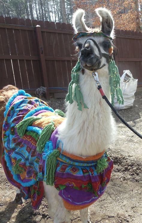 Cute Llama Twist Costume