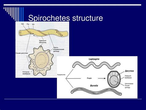Ppt Pathogenic Spirochetes Powerpoint Presentation Free Download