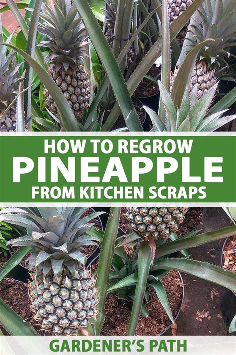 Grow Pineapple From Kitchen Scraps At Home Gardeners Path