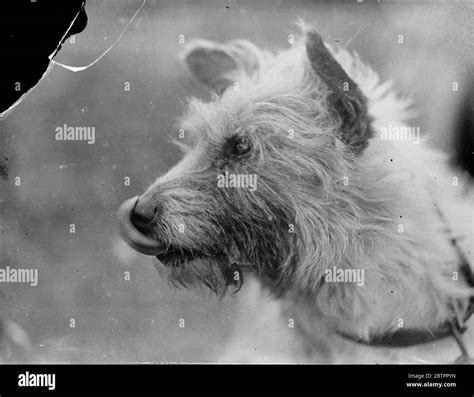 A Dog Licking Its Mouth 1933 Stock Photo Alamy